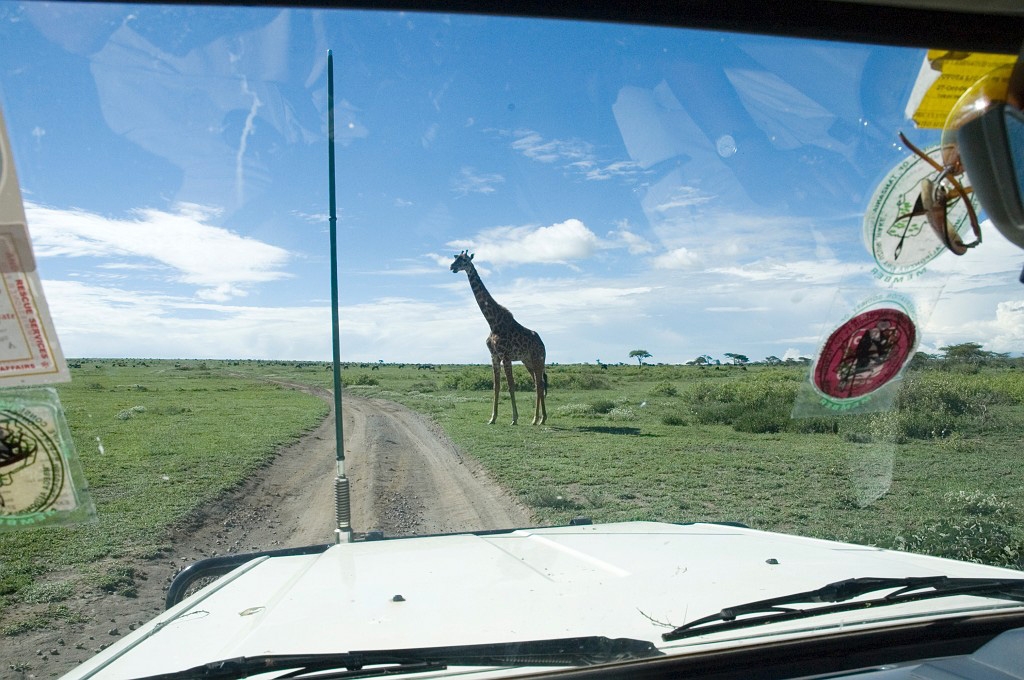 Ndutu Giraf02.jpg - Giraffe (Giraffa camelopardis), Tanzania 2006